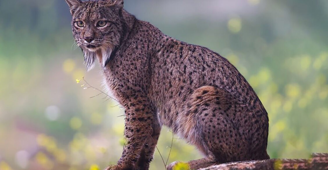 Гордая рысь, смешной медвежонок и грациозный тюлень. 10 невероятных фото диких животных