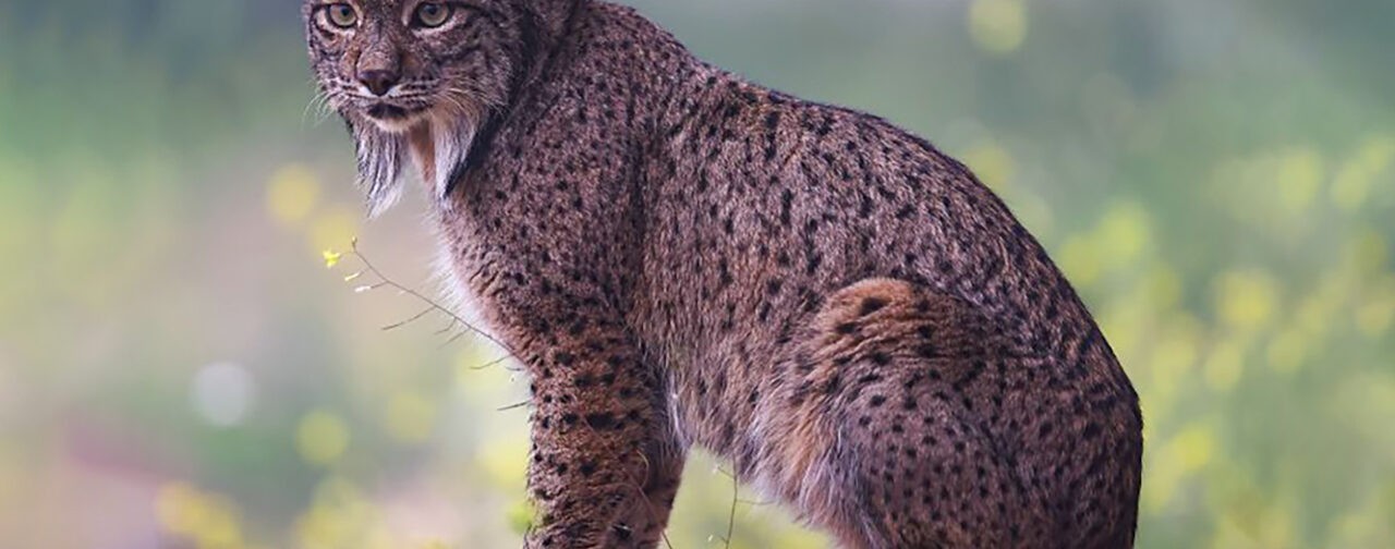 Гордая рысь, смешной медвежонок и грациозный тюлень. 10 невероятных фото диких животных