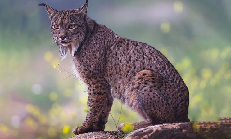 Гордая рысь, смешной медвежонок и грациозный тюлень. 10 невероятных фото диких животных