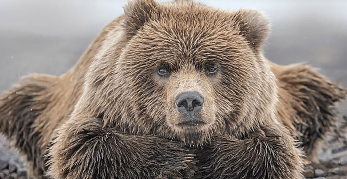 Мечтательный медведь, поцелуй жирафа и танец дельфинов на закате