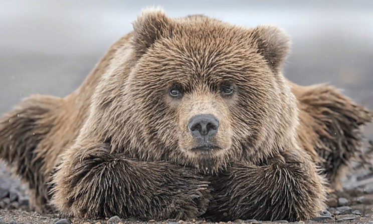 Мечтательный медведь, поцелуй жирафа и танец дельфинов на закате