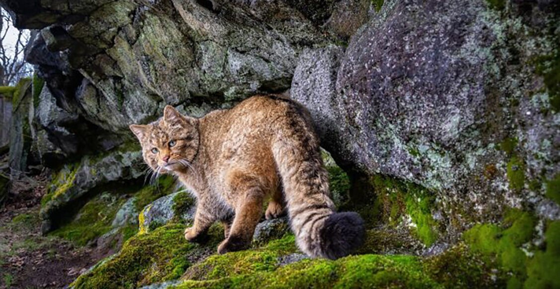 Любопытная рысь, танец павлинов и детеныш носорога. 10 необычных фото диких животных