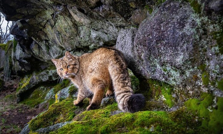 Любопытная рысь, танец павлинов и детеныш носорога. 10 необычных фото диких животных