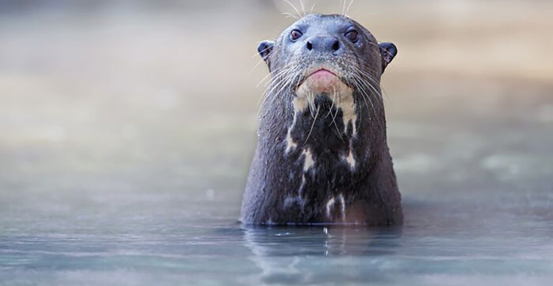 Задумчивая выдра, тигры-шутники и нежная рысь. 10 невероятных фото диких животных