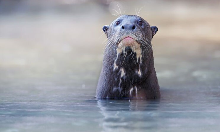 Задумчивая выдра, тигры-шутники и нежная рысь. 10 невероятных фото диких животных