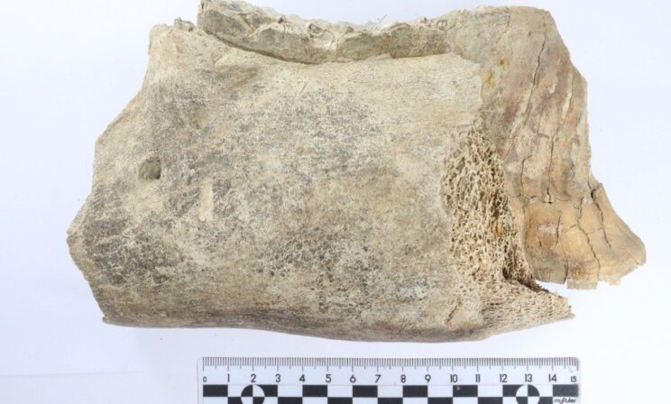 В центре Нижнего Новгорода нашли зуб молодого мамонта