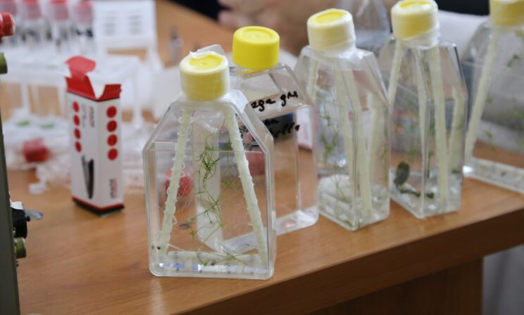 Российские ученые отправят в космос мышей и растения для изучения изменений ДНК