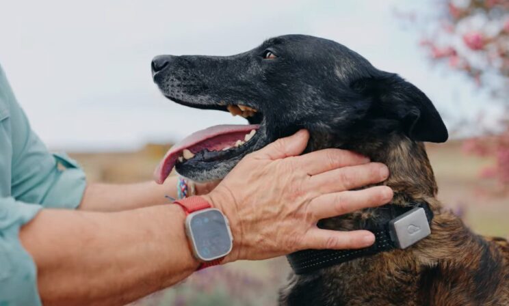Пес-герой защитил хозяев от разъяренного быка в Калифорнии