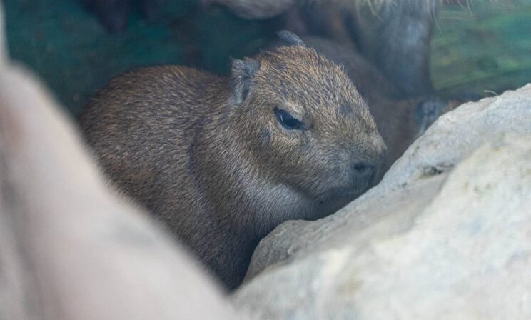 В Московском зоопарке у капибары Малой родилась двойня