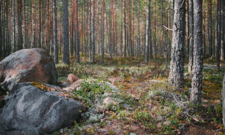 В красноярской тайге пропала семья с пятилетним ребенком, их ищут пять дней