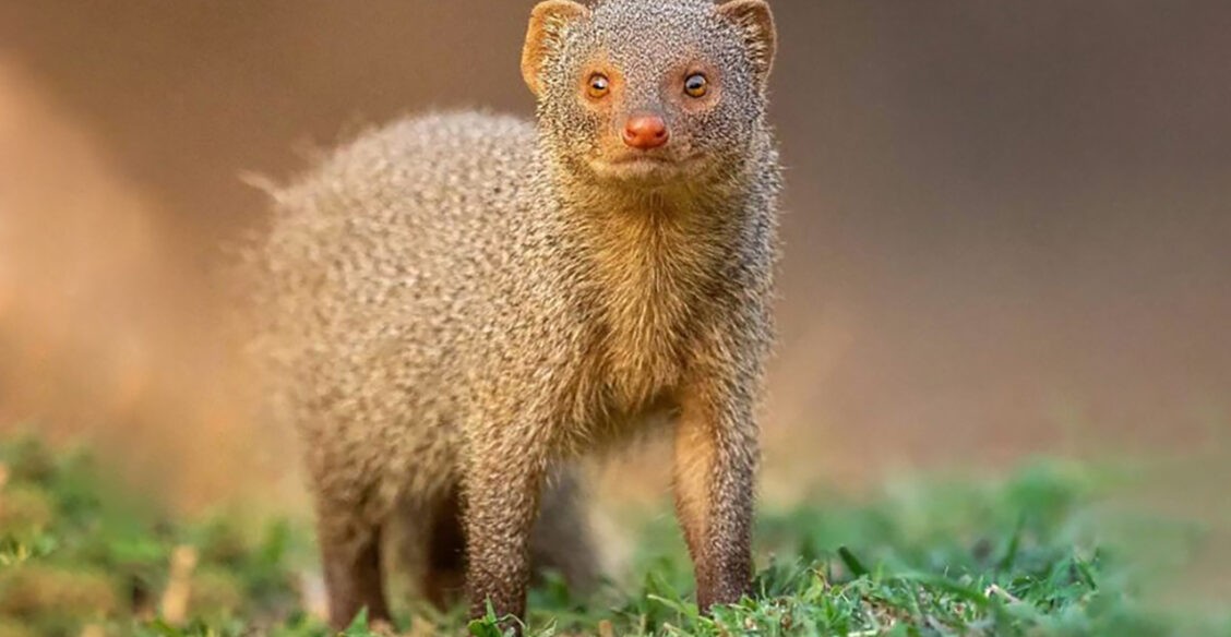 Отважный мангуст, нежные совы и запасливый бурундук. 10 невероятных фото диких животных