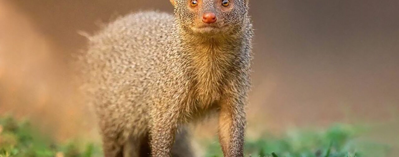 Отважный мангуст, нежные совы и запасливый бурундук. 10 невероятных фото диких животных