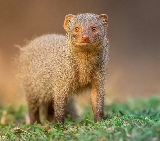 Отважный мангуст, нежные совы и запасливый бурундук. 10 невероятных фото диких животных