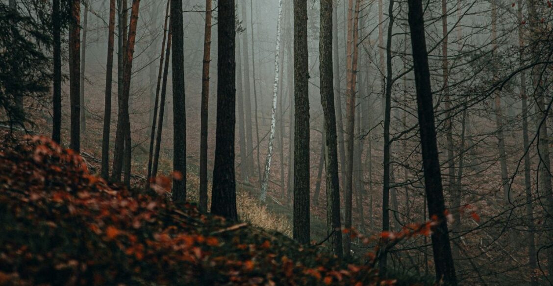 Под Тверью волонтеры наши заблудившуюся пенсионерку благодаря ее песням