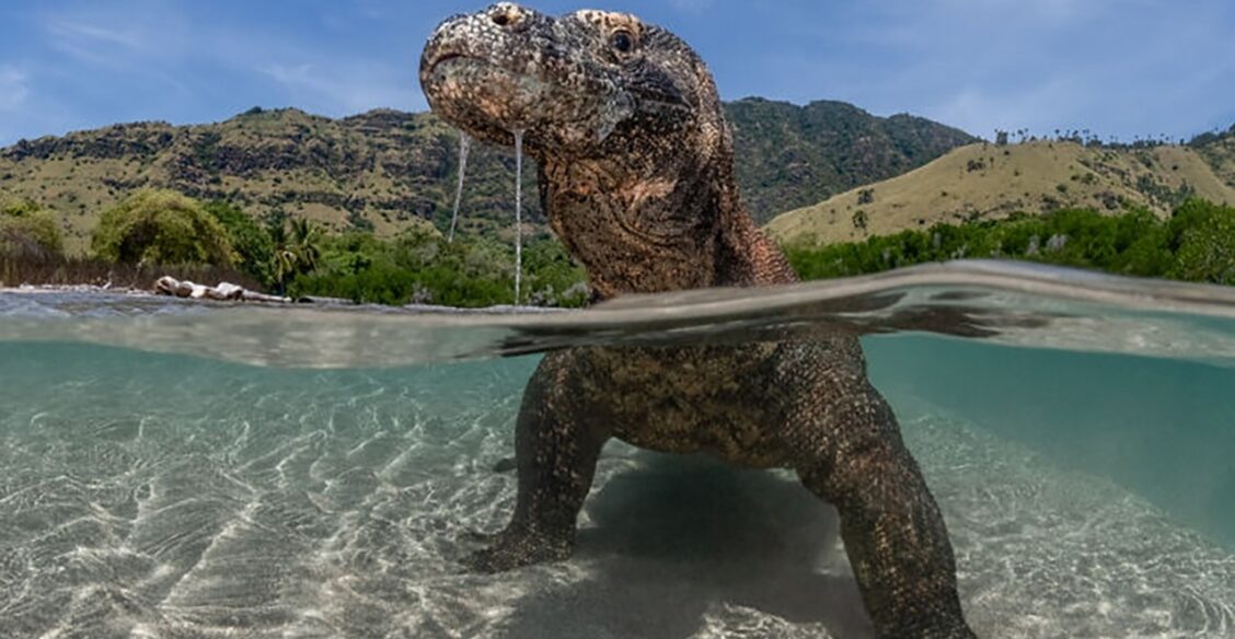 Это варан или динозавр? Лучшие фотографии океана-2025