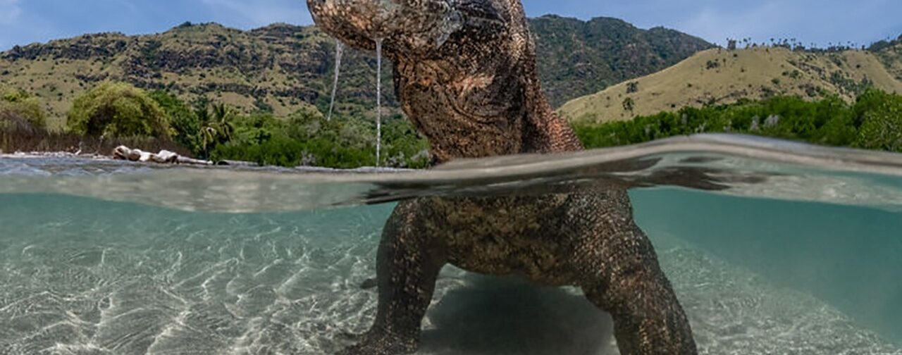 Это варан или динозавр? Лучшие фотографии океана-2025