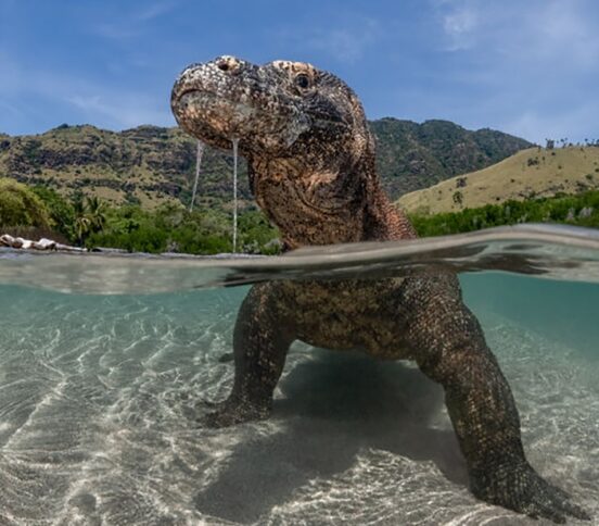 Это варан или динозавр? Лучшие фотографии океана-2025