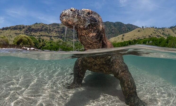 Это варан или динозавр? Лучшие фотографии океана-2025