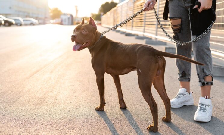 В России обсудят закон об обязательной страховке для владельцев опасных собак