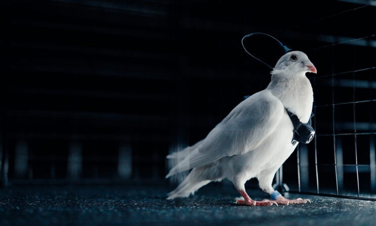 Российская компания создала голубей-биодронов с имплантированным нейроинтерфейсом