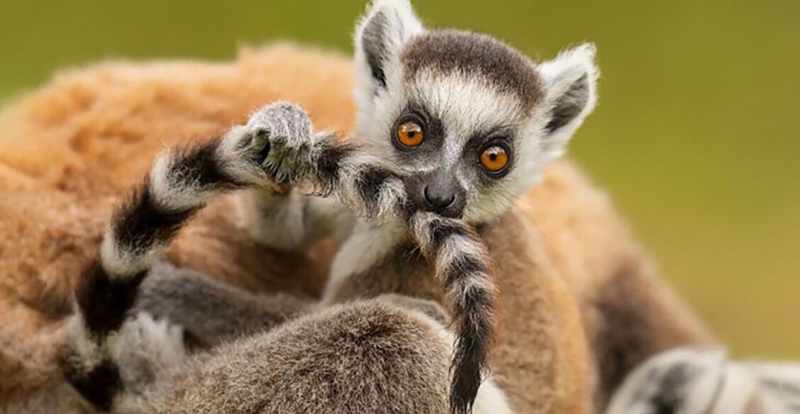 Хватай удачу за хвост! 10 невероятных фото диких животных со всего света