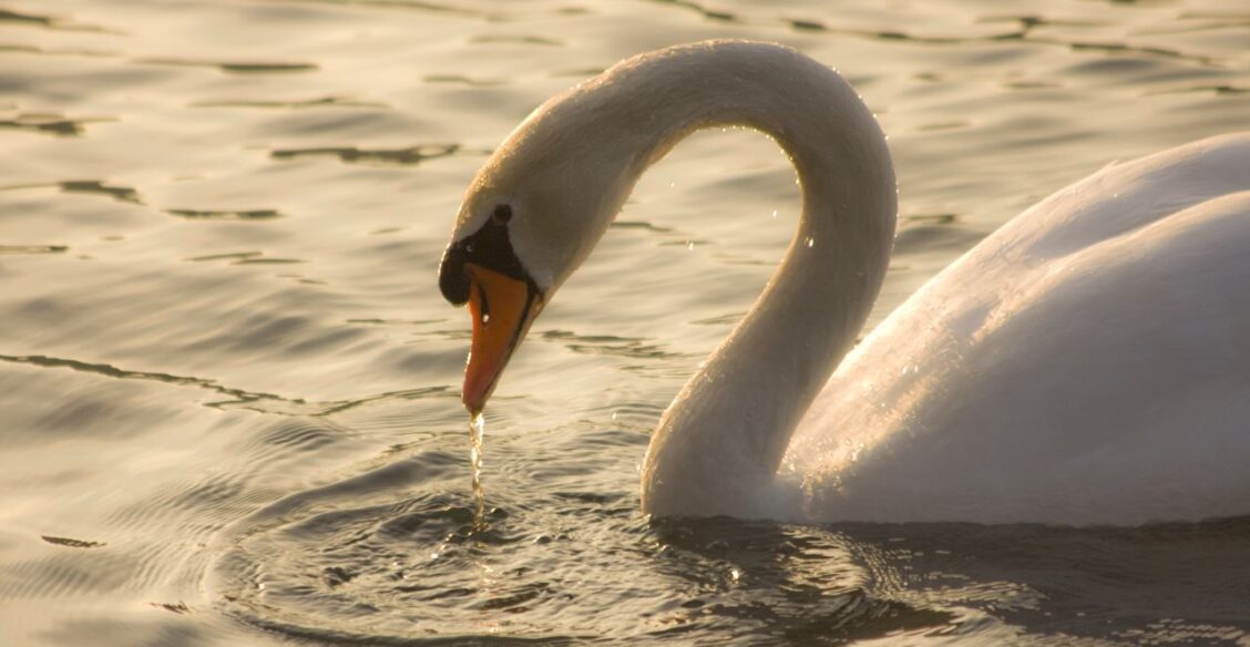 Жители Свердловской области спасли раненого лебедя