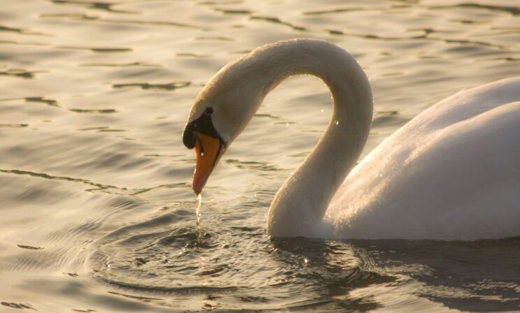 Жители Свердловской области спасли раненого лебедя