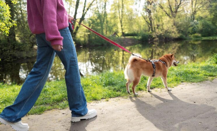 В 2026 году вступят в силу единые требования к местам выгула собак