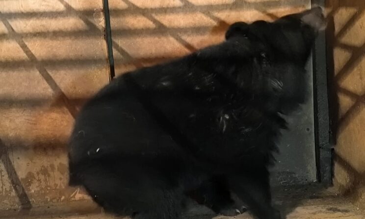 В школу Приморья забрел гималайский медведь