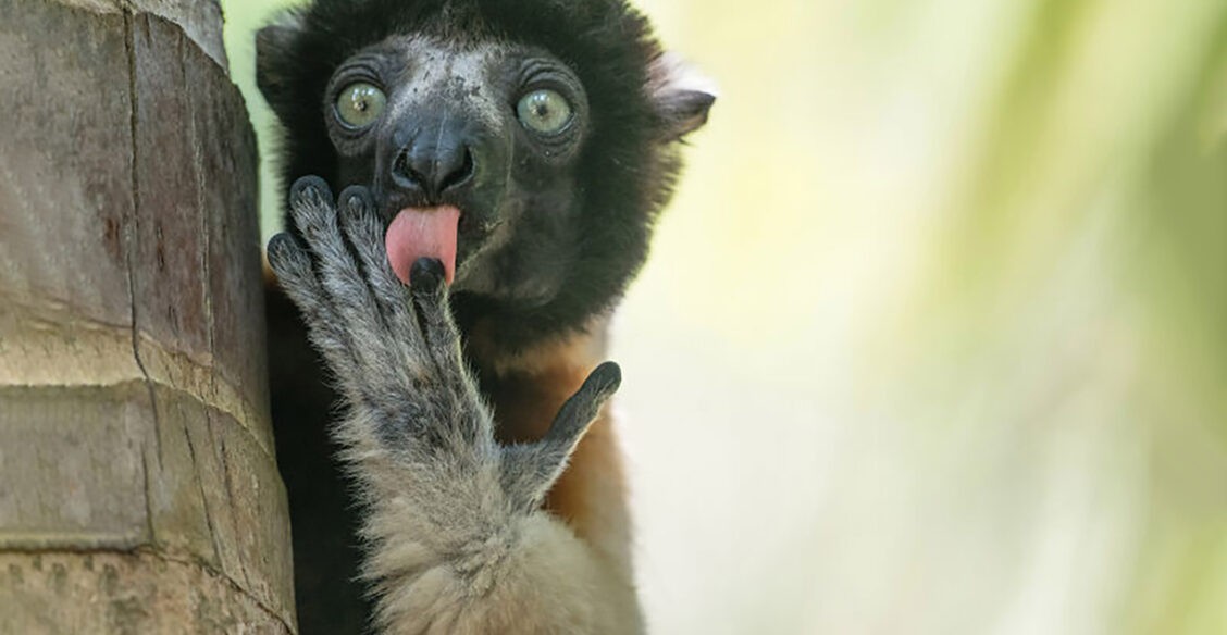 «Завтрак — пальчики оближешь!» 10 смешных фото диких животных