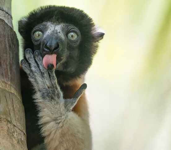 «Завтрак — пальчики оближешь!» 10 смешных фото диких животных