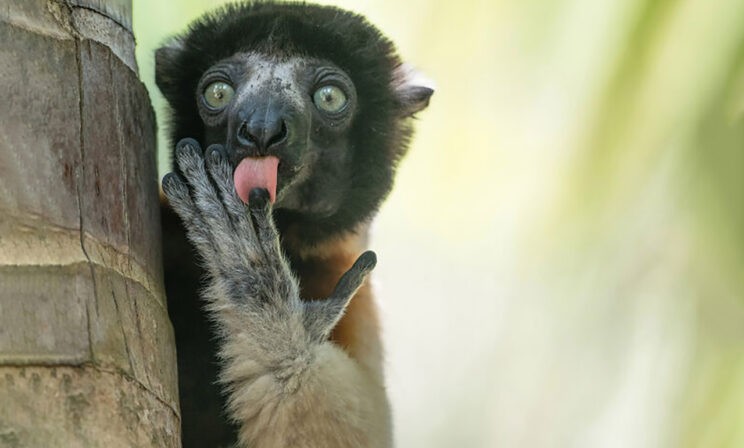 «Завтрак — пальчики оближешь!» 10 смешных фото диких животных