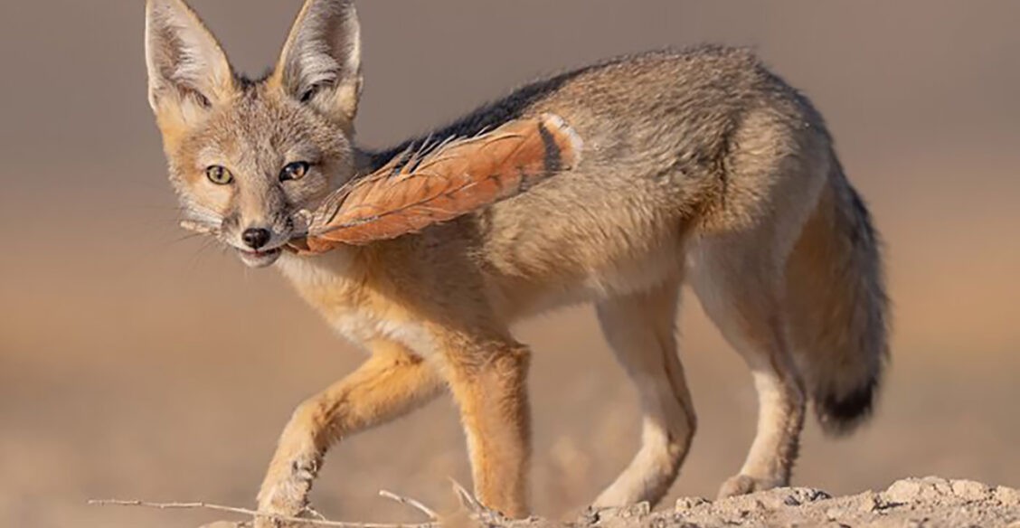 Лиса с пером, белка в снегу и медведь за обедом. 10 невероятных фото диких животных