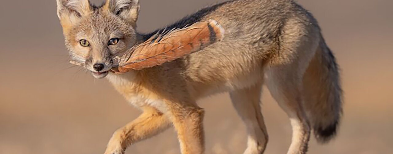 Лиса с пером, белка в снегу и медведь за обедом. 10 невероятных фото диких животных