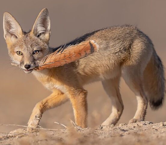 Лиса с пером, белка в снегу и медведь за обедом. 10 невероятных фото диких животных