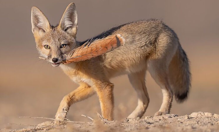 Лиса с пером, белка в снегу и медведь за обедом. 10 невероятных фото диких животных