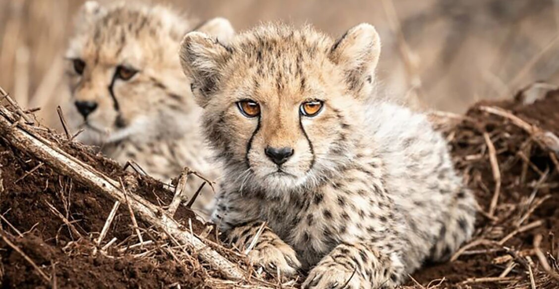 Детеныши леопарда, бельчата и пушистый песец. 10 невероятных фото диких животных