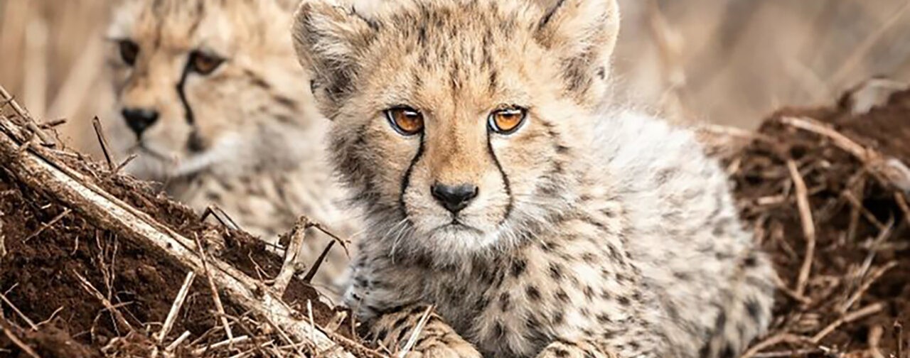 Детеныши леопарда, бельчата и пушистый песец. 10 невероятных фото диких животных