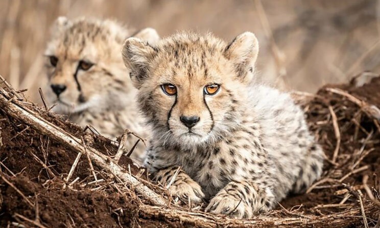 Детеныши леопарда, бельчата и пушистый песец. 10 невероятных фото диких животных