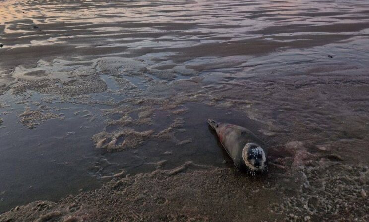 В Териберке спасли раненого тюленя