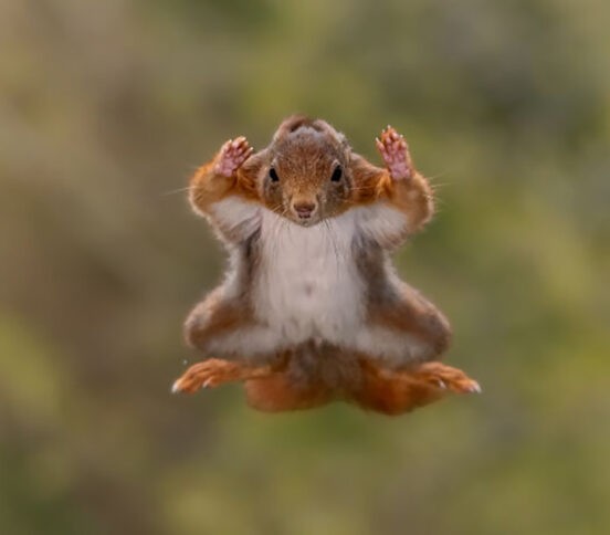 Медвежья улыбка, рецепт от пеликана и зарядка гориллы. Смешные фото диких животных