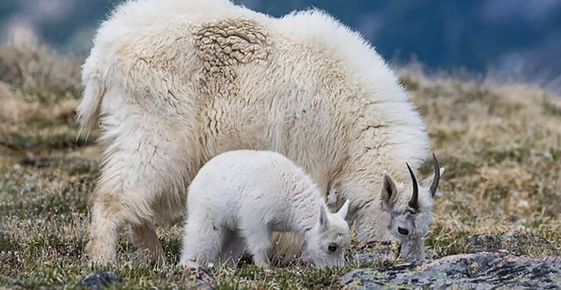 Медвежата, орлята и юный жираф. 10 трогательных фото с мамами и детенышами