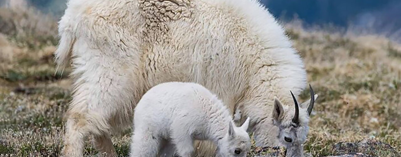 Медвежата, орлята и юный жираф. 10 трогательных фото с мамами и детенышами
