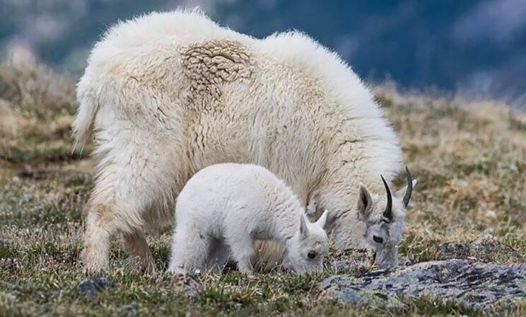 Медвежата, орлята и юный жираф. 10 трогательных фото с мамами и детенышами