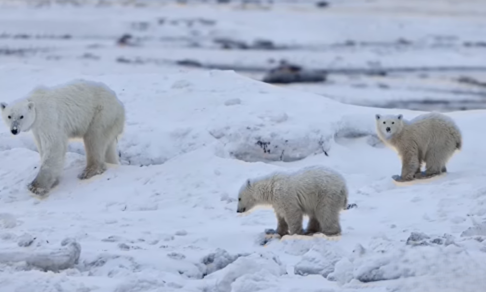 В Канаде белая медведица усыновила осиротевшего медвежонка