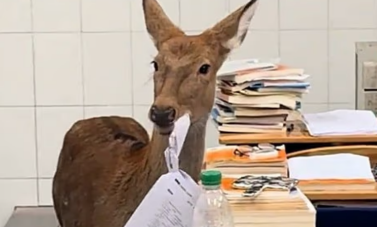 В школе Китая экзаменационные работы учеников съел зашедший в класс олененок 