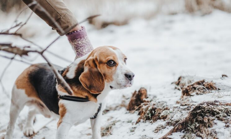 Ожоги, дерматиты и отравления: в России просят защитить животных от реагентов