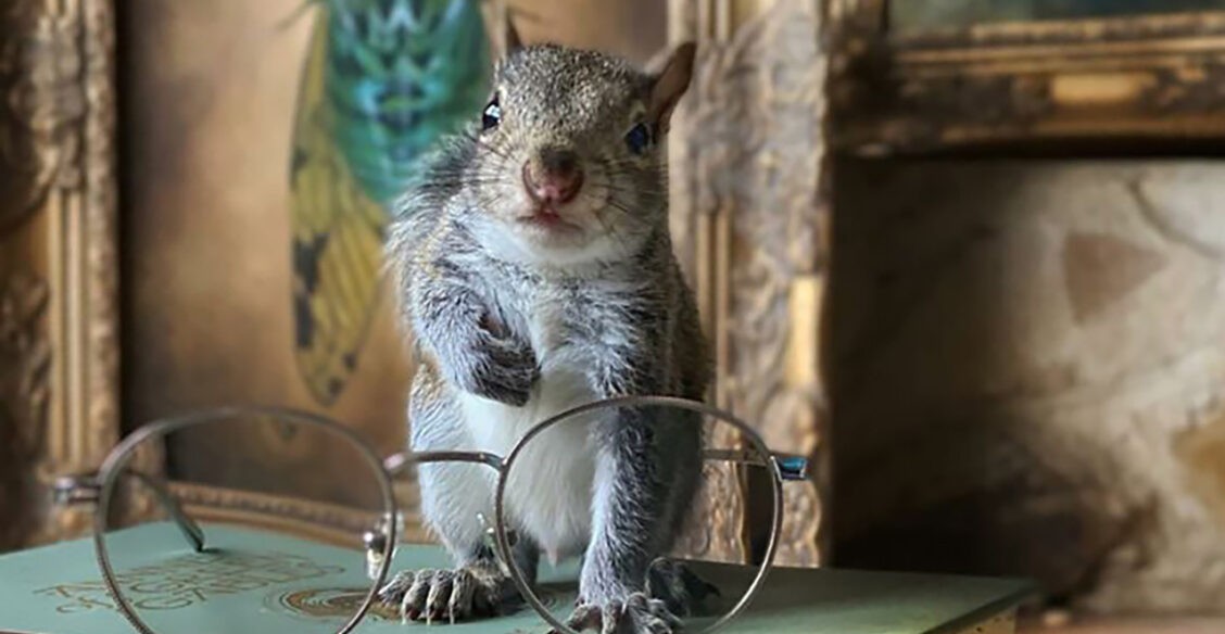 Белка читает, зебры танцуют, а жираф смотрит в зеркало. 10 невероятных фото диких животных