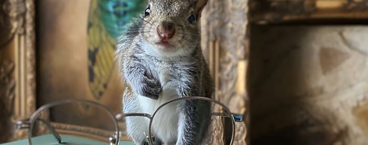 Белка читает, зебры танцуют, а жираф смотрит в зеркало. 10 невероятных фото диких животных