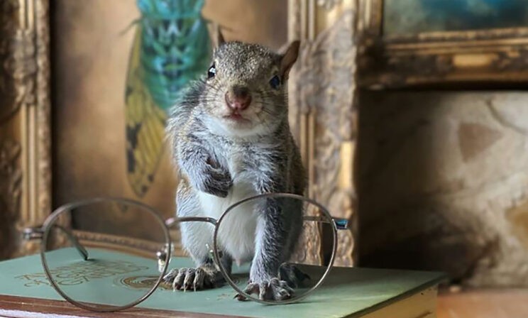 Белка читает, зебры танцуют, а жираф смотрит в зеркало. 10 невероятных фото диких животных